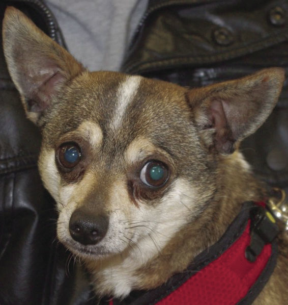 Pets of the Week: Taz